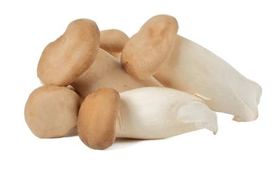 ERYNGI MUSHROOM
