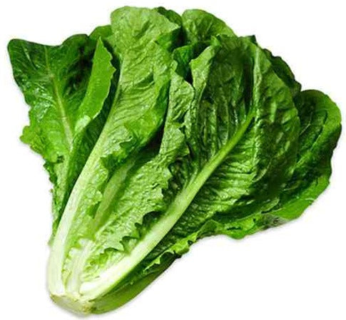 Lettuce Green
