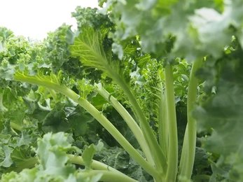 KALE LETTUCE
