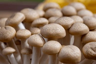 SHIMEJI MUSHROOM