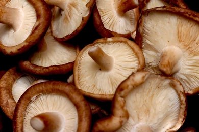 SHITAKE MUSHROOM