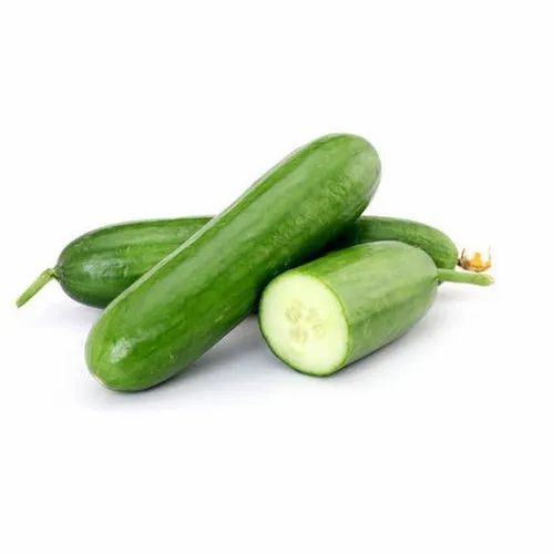 EUROPEAN CUCUMBER
