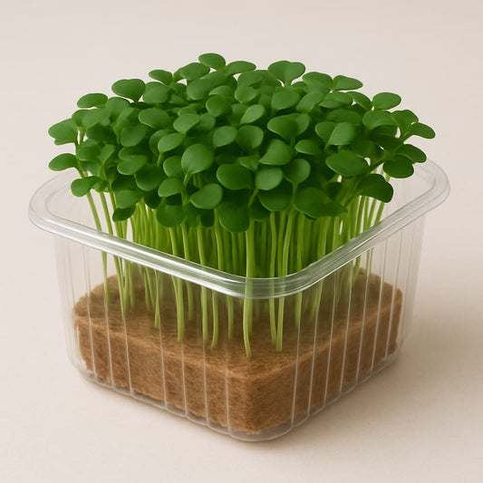 MICRO GREEN (PER BOX)